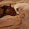 Rubis participe au concours pour gagner de l'argent avec cette photo : dogs, dog, sleeping, cuddling, bed, blanket, bedding, bedroom, cozy, pets, animals, brown_dog, white_dog, spotted_dog, resting, lying_down, snuggling, indoors, warm_lighting, relaxed