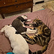 Rubis participe au concours pour gagner de l'argent avec cette photo : cat, cats, dog, dogs, pets, sleeping, lying_down, cuddling, bed, bedroom, indoor, home, relaxed, cozy, tabby_cat, black_and_white_cat, white_dog, animal_companions, blanket, furniture