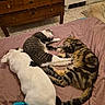 animal_companions, bed, bedroom, black_and_white_cat, blanket, cat, cats, cozy, cuddling, dog, dogs, furniture, home, indoor, lying_down, pets, relaxed, sleeping, tabby_cat, white_dog