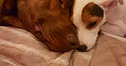 Rubis participe au concours pour gagner de l'argent avec cette photo : bed, bedding, bedroom, blanket, brown_dog, canine, cozy, cuddling, dogs, indoor, nose_to_nose, pet, portrait, relaxed, resting, sleeping, snuggling, spotted_dog, warm_lighting, white_dog