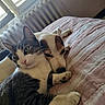 Rubis a rejoint le concours — aidez-le/la à gagner de superbes lots ! cat, dog, pets, animals, cuddling, sleeping, relaxed, bed, quilt, blanket, indoor, home, radiator, window, natural_light, close_up, tabby_cat, white_dog, companionship, cute