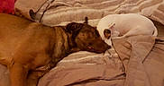 Rubis participe au concours pour gagner de l'argent avec cette photo : dogs, dog, sleeping, sleepy, cuddling, pets, bed, blanket, bedroom, indoors, resting, brown_dog, white_dog, short-haired, relaxed, cozy, animal, nap, bedding, home