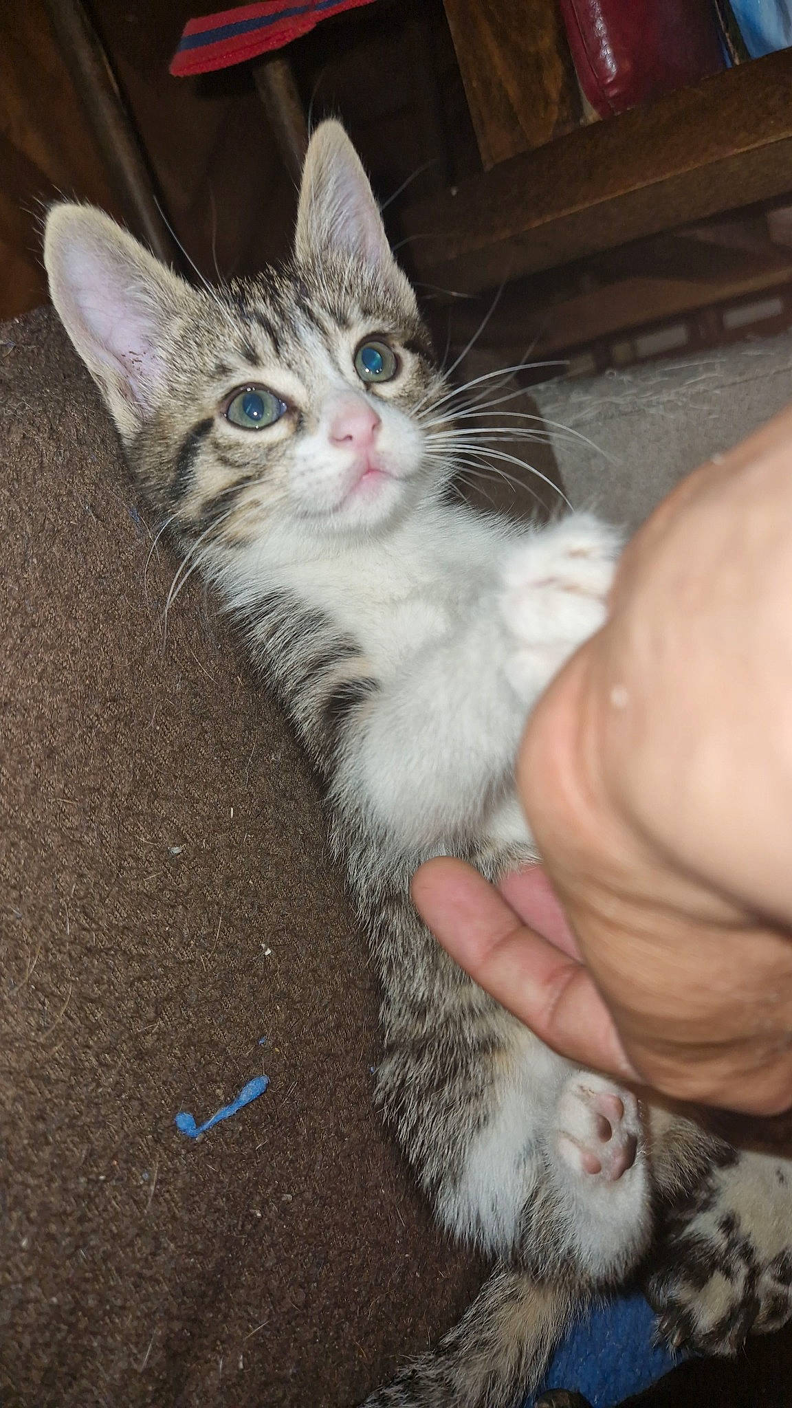 Haze a rejoint le concours — aidez-le/la à gagner de superbes lots ! carnivore, cat, cat_toy, claw, curious, domestic_short_haired_cat, felidae, foot, fur, gesture, lap, nail, paw, small_to_medium_sized_cats, snout, tail, whiskers