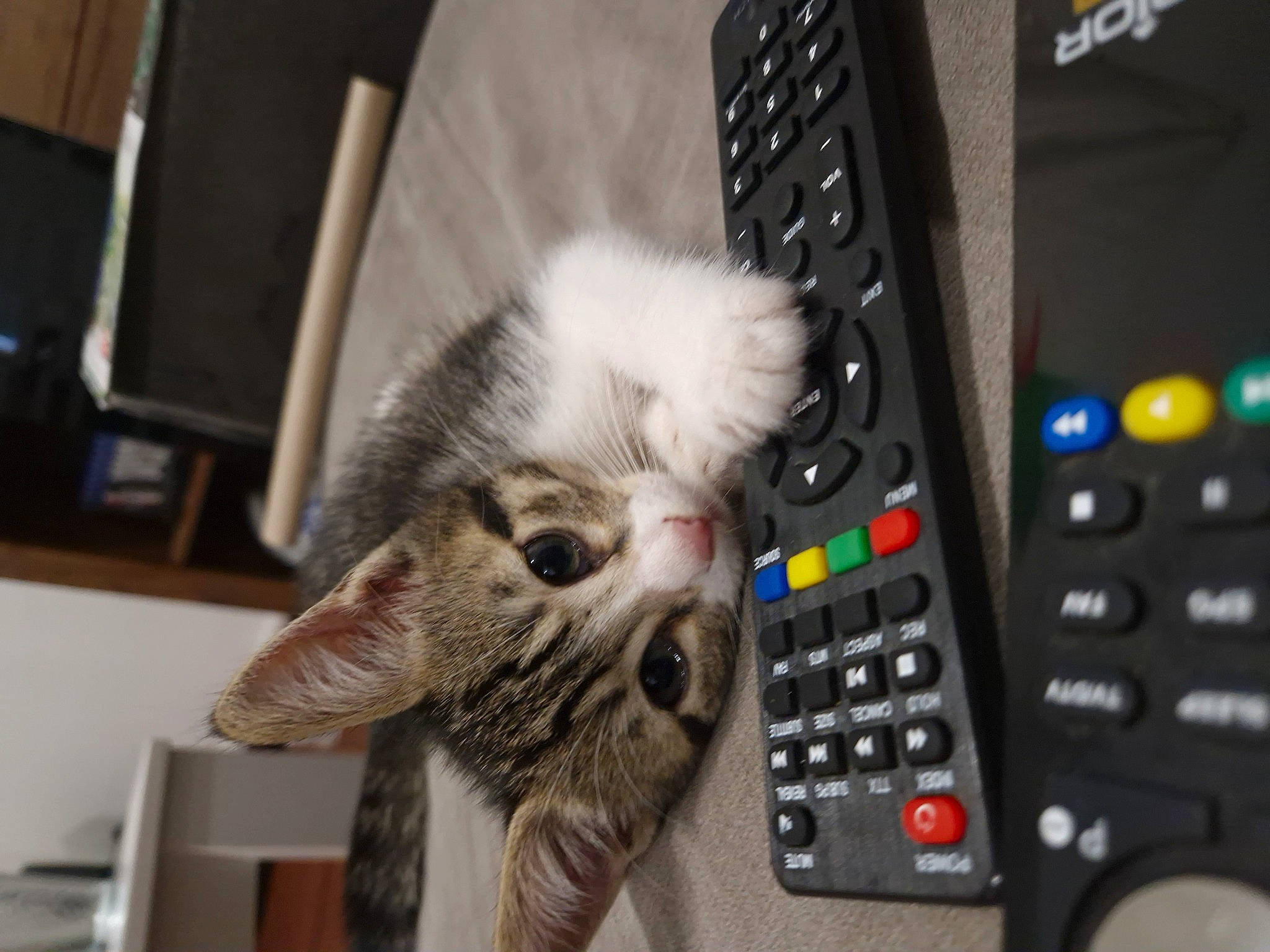 Haze a rejoint le concours — aidez-le/la à gagner de superbes lots ! audio_equipment, carnivore, cat, claw, domestic_short_haired_cat, electronic_instrument, felidae, foot, fur, input_device, machine, multimedia, nail, office_equipment, paw, remote_control, small_to_medium_sized_cats, tail, typing, whiskers