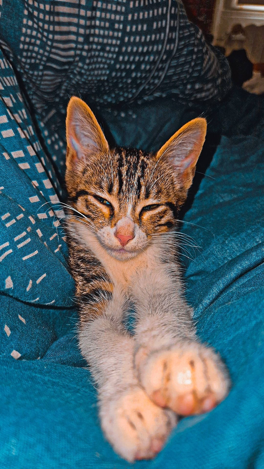 Haze participe au concours pour gagner de l'argent avec cette photo : carnivore, cat, claw, domestic_short_haired_cat, felidae, foot, fur, paw, small_to_medium_sized_cats, snout, tail, terrestrial_animal, whiskers, wildlife, window