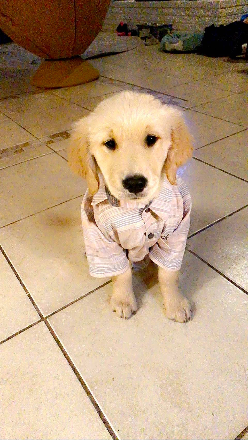 Nova Star Malone is registered to the contest to win money with this photo: canidae, carnivore, companion_dog, dog, dog_breed, dog_clothes, dog_supply, fawn, floor, flooring, fur, hardwood, pet_supply, puppy, snout, sporting_group, tile_flooring, toy_dog, wood, working_animal