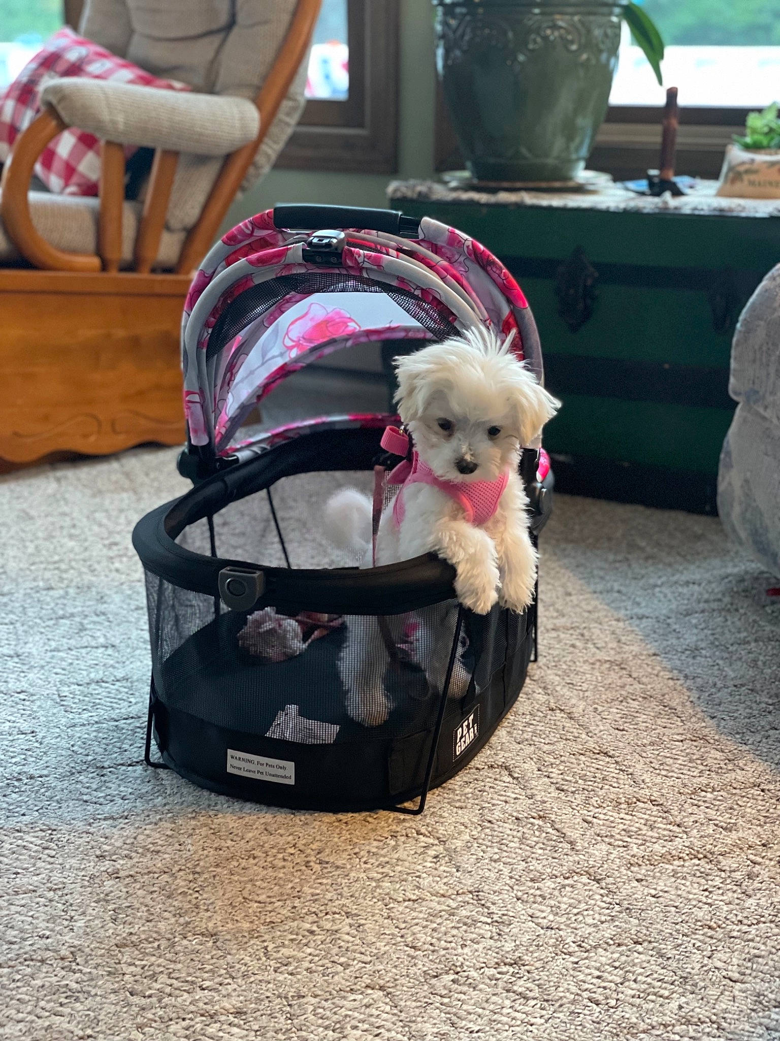 Jaycee joined the competition — help win amazing prizes! baby_carriage, bag, carnivore, collar, companion_dog, dog, dog_breed, dog_clothes, dog_supply, eyewear, fawn, flowerpot, glasses, luggage_and_bags, pet_supply, plant, sunglasses, tartan, toy_dog, white