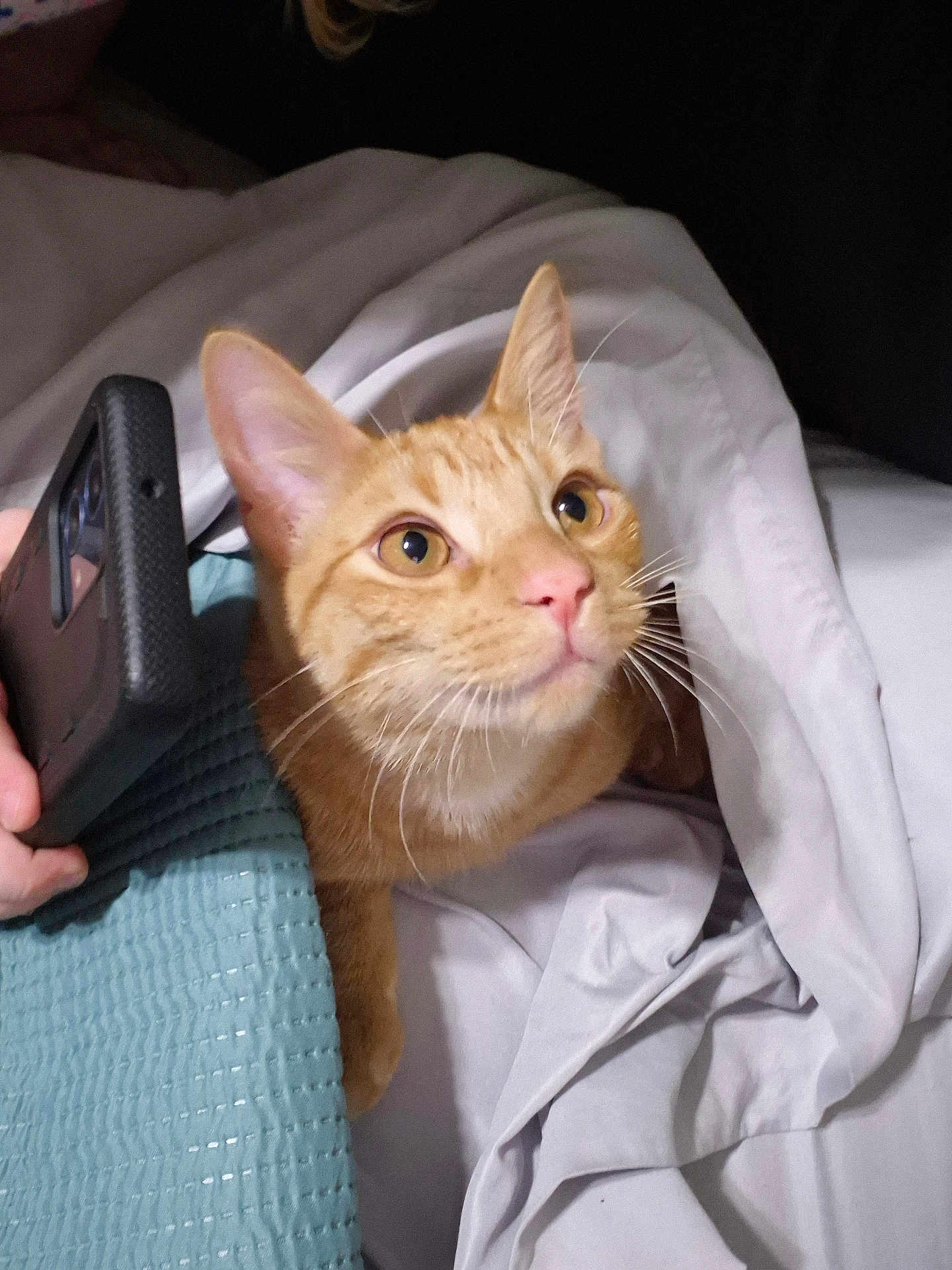 Sammy is registered to the contest to win money with this photo: cat, orange_tabby, blanket, bed, phone, hand, indoor, curious, pet, whiskers, fur, closeup, cozy, resting, textured, fabric, domestic_animal, looking_up, cute, animal