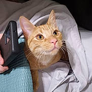 Zen is registered to the contest to win money with this photo: cat, orange_tabby, blanket, bed, phone, hand, indoor, curious, pet, whiskers, fur, closeup, cozy, resting, textured, fabric, domestic_animal, looking_up, cute, animal