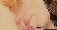 King Robert is registered to the contest to win money with this photo: cat, sleeping, indoor, feline, cozy, resting, paw, fur, relaxed, closeup, domestic_animal, home, orange_and_white, napping, soft_texture, animal, whiskers, quiet, couch, comfort