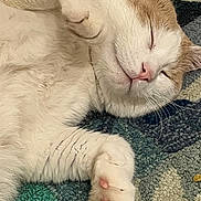 King Robert is registered to the contest to win money with this photo: cat, sleeping, white_cat, orange_cat, paw, fur, carpet, relaxed, closeup, pet, domestic_cat, whiskers, cute, animal, sleep, indoor, cozy, mammal, resting, feline