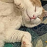 cat, sleeping, white_cat, orange_cat, paw, fur, carpet, relaxed, closeup, pet, domestic_cat, whiskers, cute, animal, sleep, indoor, cozy, mammal, resting, feline