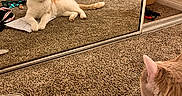 King Robert is registered to the contest to win money with this photo: bed, carpet, casual, cat, clothes, clutter, coloring_sheet, curious, feline, floor, home, indoor, lint_roller, mirror, orange_and_white, paws, pizza_drawing, reflection, relaxed, room