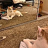 cat, orange_and_white, carpet, mirror, reflection, coloring_sheet, pizza_drawing, bed, clothes, lint_roller, room, floor, paws, curious, indoor, feline, relaxed, casual, clutter, home