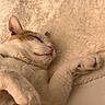 King Robert is registered to the contest to win money with this photo: cat, sleeping, pet, paw, hand, blanket, cozy, white, cream, fur, relaxation, indoors, cute, animal, domestic, comfort, closeup, resting, soft, peaceful
