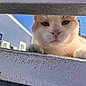 cat, animal, pet, feline, whiskers, fur, outdoor, sky, blue_sky, sunlight, fence, building, curious, close_up, portrait, looking_down, daylight, white, orange, cute