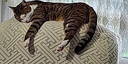 Momoune participe au concours pour gagner de l'argent avec cette photo : armchair, cat, cozy, curtains, domestic, furniture, home, indoor, lace, mammal, pattern, paws, pet, relaxing, resting, sleeping, tabby, tail, whiskers, window