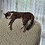 armchair, cat, cozy, curtains, domestic, furniture, home, indoor, lace, mammal, pattern, paws, pet, relaxing, resting, sleeping, tabby, tail, whiskers, window