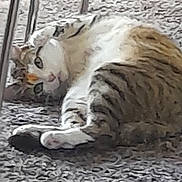 Momoune participe au concours pour gagner de l'argent avec cette photo : animal, carpet, cat, closeup, cozy, cute, domestic_cat, feline, fur, indoor, laying_down, mammal, paw, pet, relaxed, resting, sleepy, striped, tabby, whiskers