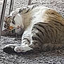 animal, carpet, cat, closeup, cozy, cute, domestic_cat, feline, fur, indoor, laying_down, mammal, paw, pet, relaxed, resting, sleepy, striped, tabby, whiskers