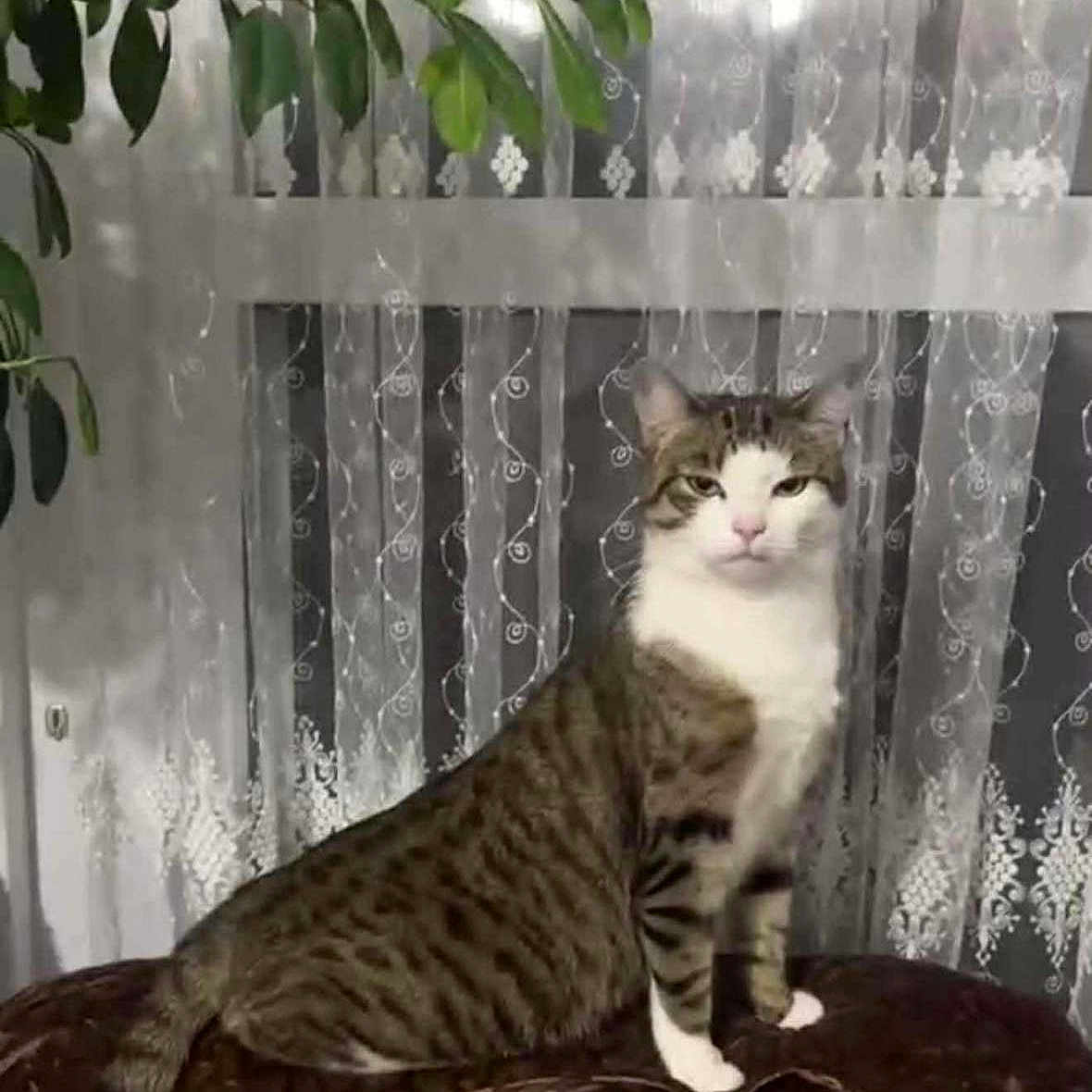 Momoune a rejoint le concours — aidez-le/la à gagner de superbes lots ! animal, brown_blanket, cat, curtains, domestic_cat, feline, home_interior, indoor, leafy_plant, pet, plant, relaxed, sheer_curtains, sitting, striped_tail, tabby_cat, textured_blanket, white_chest, white_paws, window