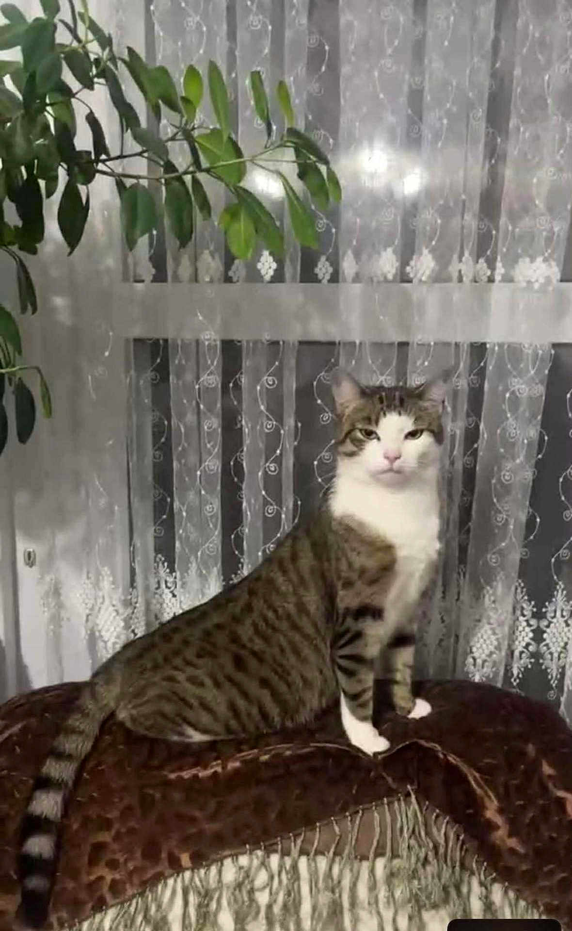 Momoune a rejoint le concours — aidez-le/la à gagner de superbes lots ! animal, brown_blanket, cat, curtains, domestic_cat, feline, home_interior, indoor, leafy_plant, pet, plant, relaxed, sheer_curtains, sitting, striped_tail, tabby_cat, textured_blanket, white_chest, white_paws, window