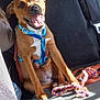 Abbie participe au concours pour gagner de l'argent avec cette photo : animal, backseat, brown_dog, canine, car_interior, companion, dog, domestic_animal, happy, harness, leash, pet, playful, rope_toy, seatbelt, sitting, smiling, sunlight, tongue_out, toy