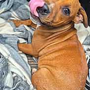 Abbie participe au concours pour gagner de l'argent avec cette photo : animal, blanket, brown_dog, car_interior, cozy, curious, cute, dog, ears, fur, indoor, looking_up, nose, pet, playful, puppy, resting, snout, tongue_out, young_dog