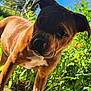 animal, blue_sky, brown_dog, canine, close_up, curious, daylight, dog, ears, flowers, garden, grass, greenery, nature, outdoor, pet, portrait, snout, sunlight, white_patch