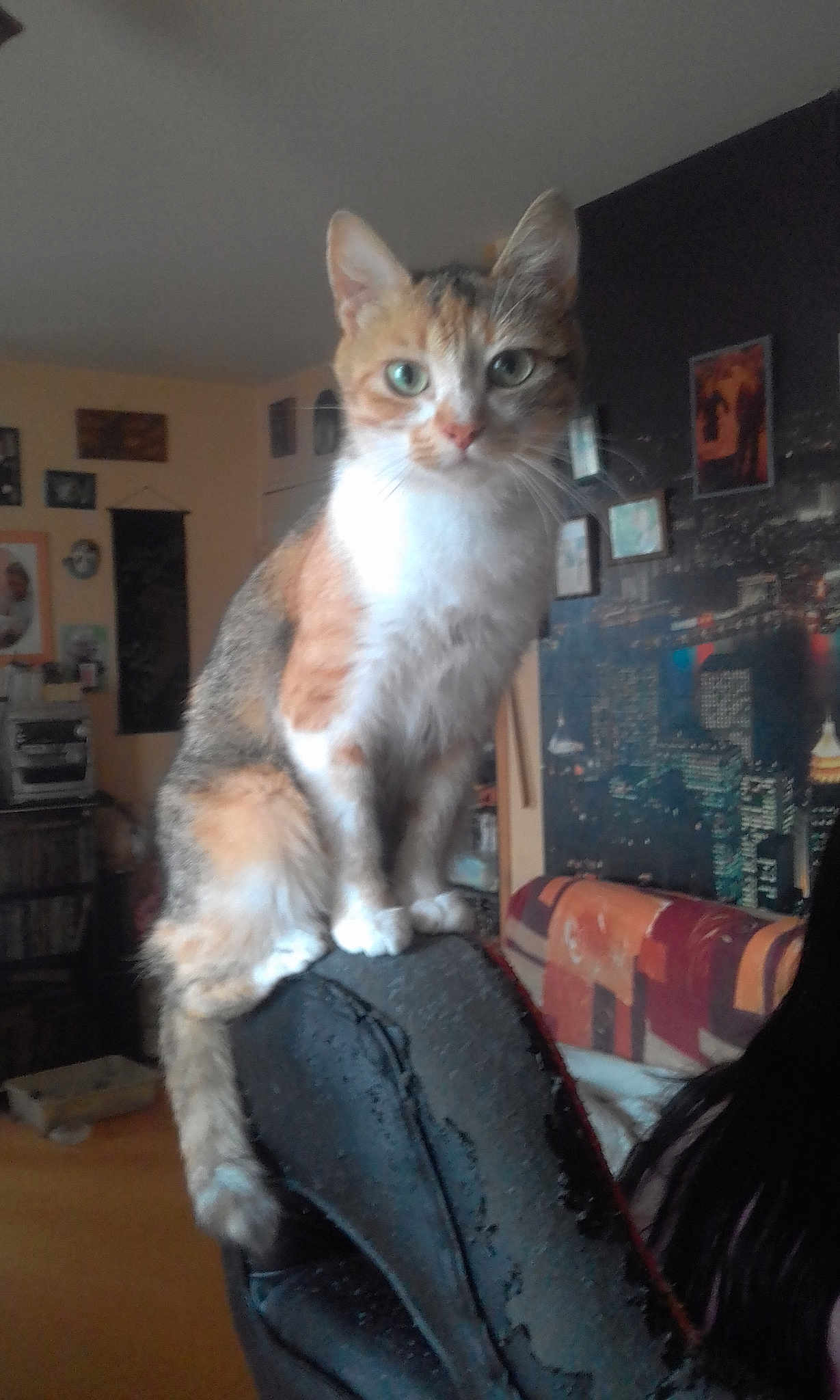 Sheeba