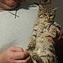 man, glasses, toothpick, cat, tabby_cat, holding, indoor, person, facial_hair, light_gray_shirt, portrait, animal, pet, feline, fur, hand, face, expression, wall, picture_frame