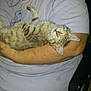 Prunelle a rejoint le concours — aidez-le/la à gagner de superbes lots ! person, kitten, cat, sleeping, arms, indoor, tabby, relaxed, comfort, holding, animal, pet, casual_clothing, chair, human_hand, resting, feline, young_cat, peaceful, cute