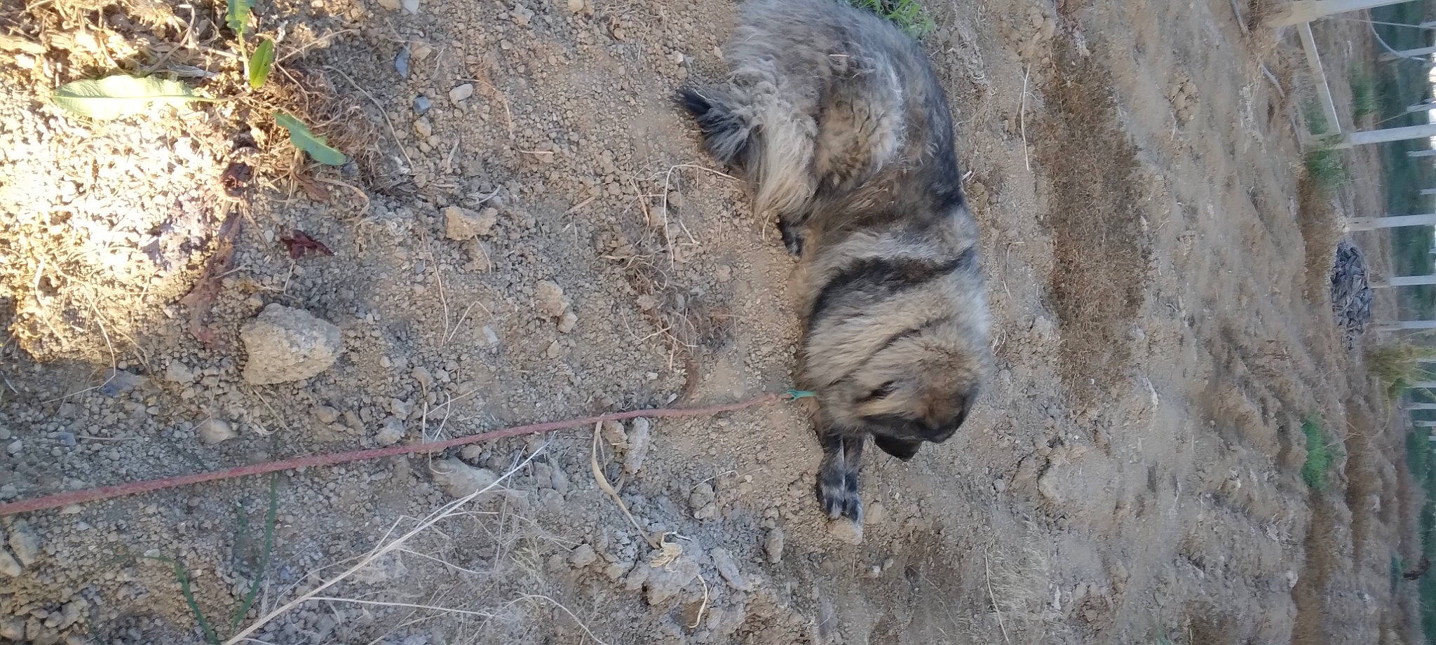 Nasco a rejoint le concours — aidez-le/la à gagner de superbes lots ! bedrock, canidae, carnivore, dog_breed, fawn, fur, paw, rock, soil, sporting_group, tail, terrestrial_animal, wildlife