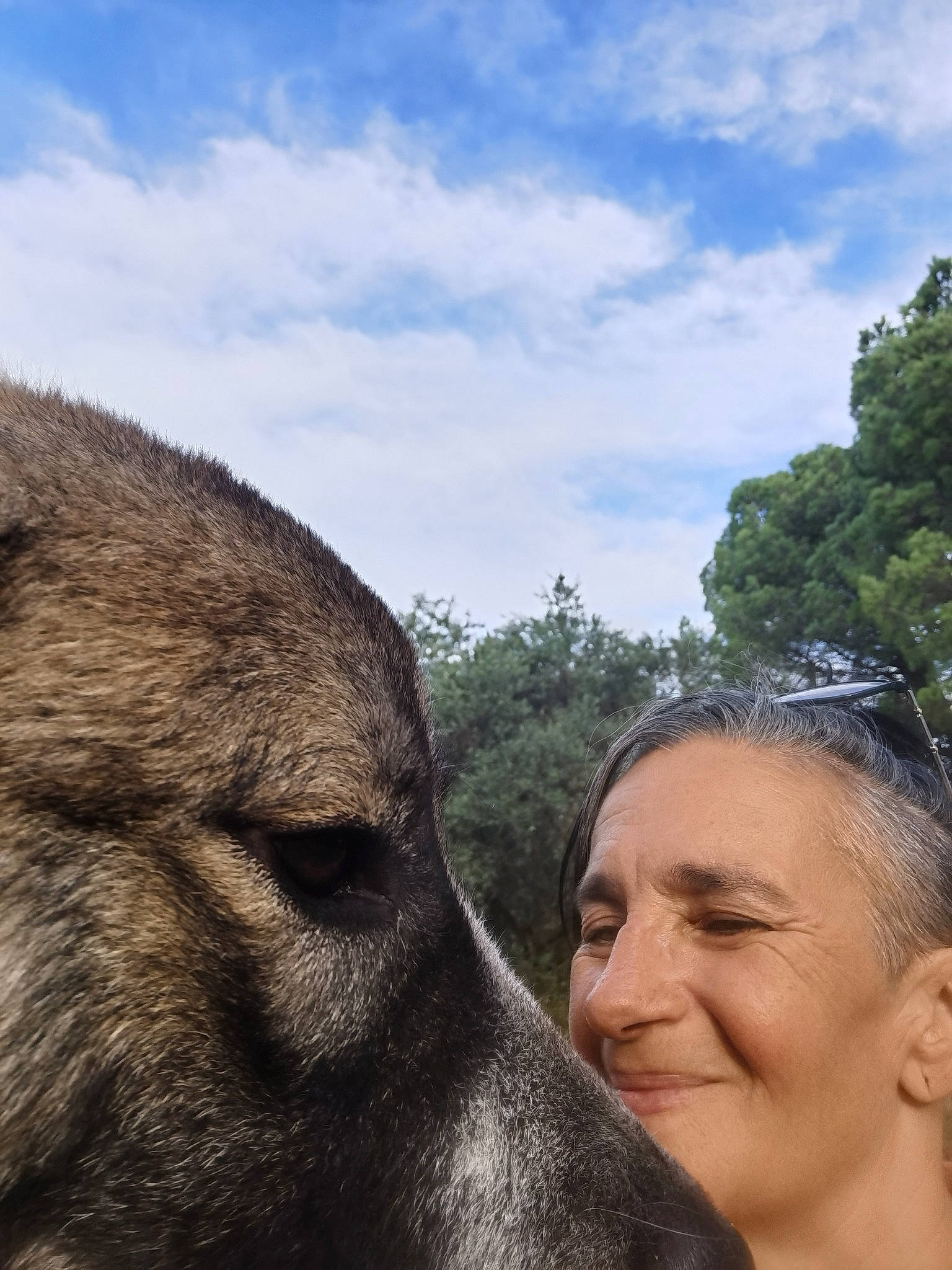 Orso participe au concours pour gagner de l'argent avec cette photo : carnivore, cloud, companion_dog, dog, dog_breed, eye, fawn, gesture, grass, hair, happy, head, jaw, plant, sculpture, sky, smile, snout, tree, working_animal