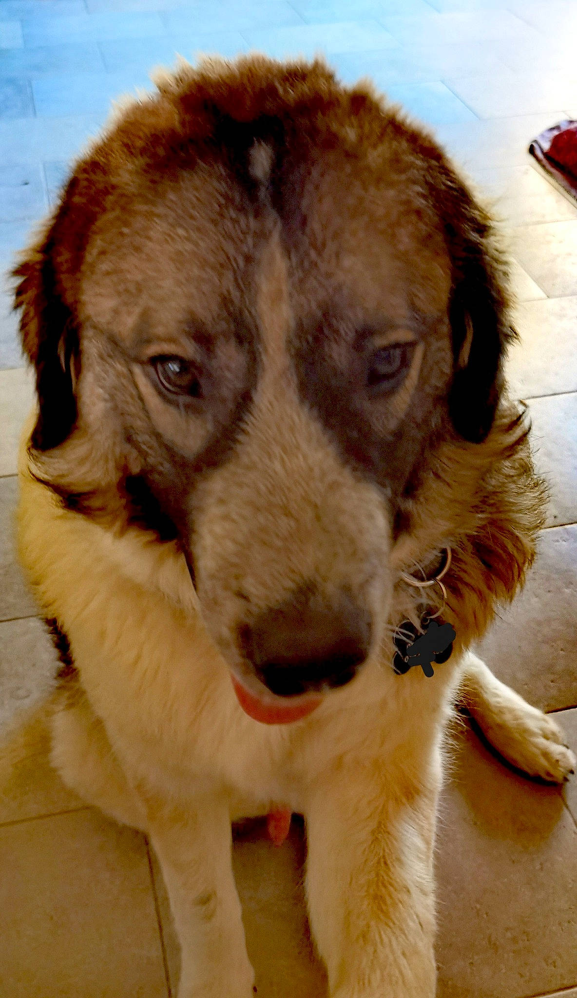 Orso participe au concours pour gagner de l'argent avec cette photo : ancient_dog_breeds, canidae, carnivore, companion_dog, dog, dog_breed, ear, fawn, fur, gun_dog, hunting_dog, liver, natural_material, pet_supply, snout, sporting_group, terrestrial_animal, whiskers, working_animal, working_dog