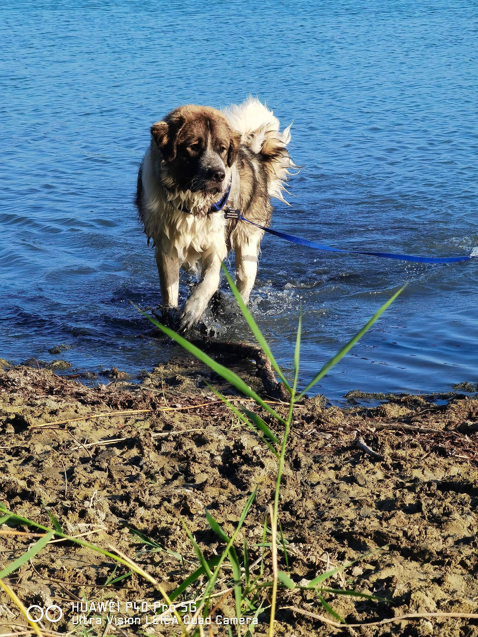 Orso participe au concours pour gagner de l'argent avec cette photo : beach, body_of_water, carnivore, coast, companion_dog, dog, dog_breed, fawn, klippe, lake, ocean, plant, soil, sporting_group, terrier, tibetan_spaniel, toy_dog, water, wind_wave, working_animal