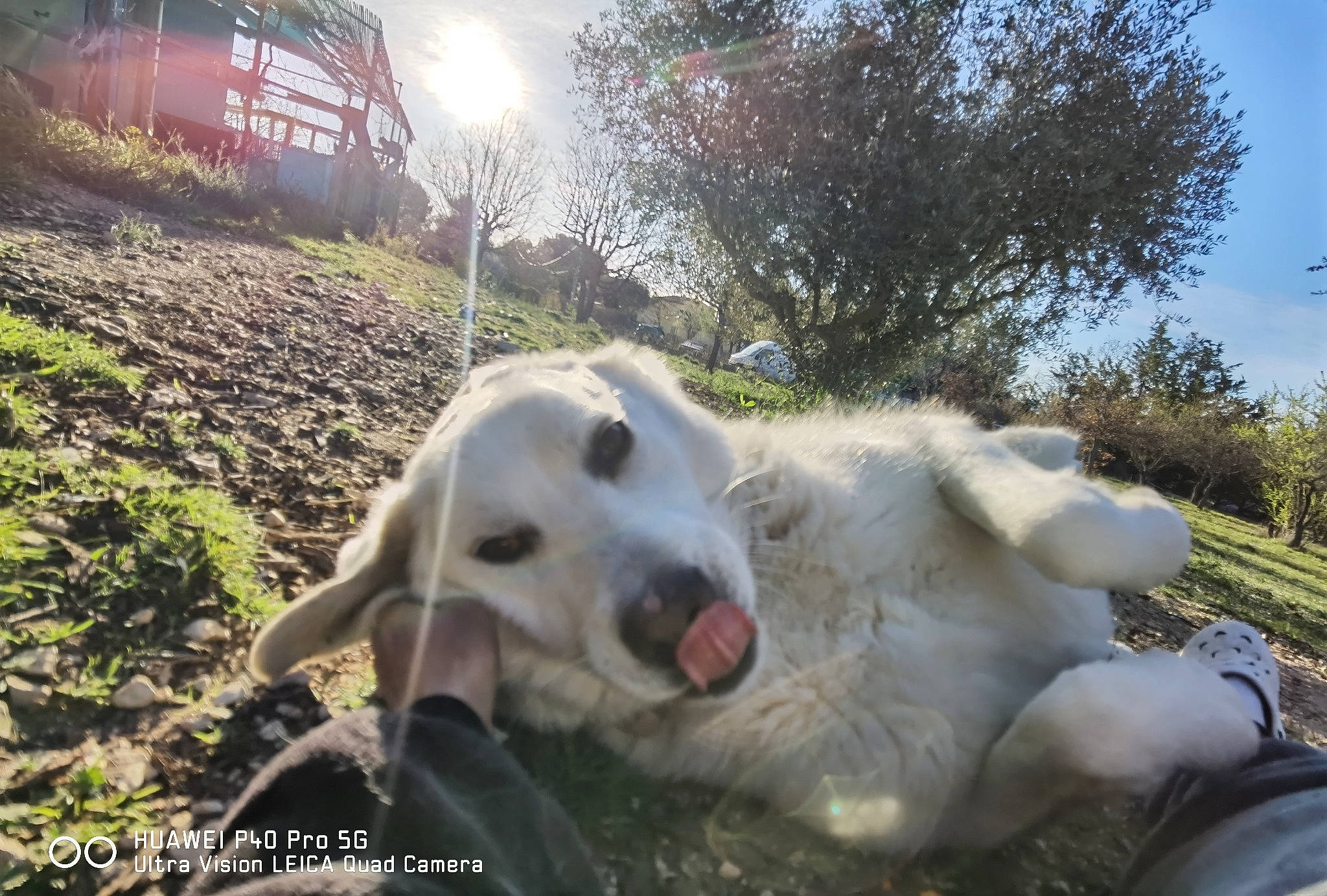 Nouille participe au concours pour gagner de l'argent avec cette photo : canidae, carnivore, cloud, companion_dog, dog, dog_breed, grass, landscape, lens_flare, livestock_guardian_dog, plant, sky, sporting_group, tree, working_animal, working_dog