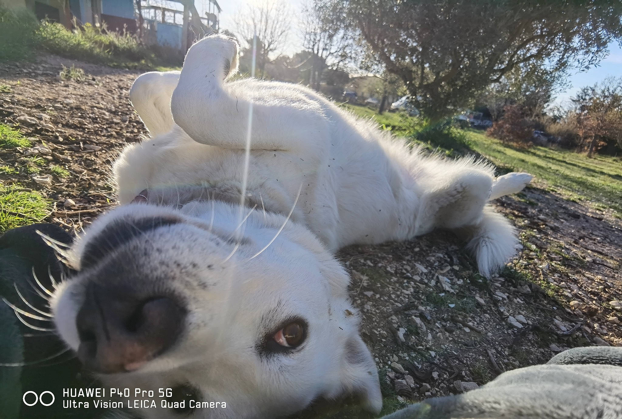 Nouille a rejoint le concours — aidez-le/la à gagner de superbes lots ! carnivore, companion_dog, dog, dog_breed, fawn, fur, grass, grassland, landscape, pasture, plant, sky, snout, sporting_group, tail, terrestrial_animal, tree, whiskers, wildlife, working_animal