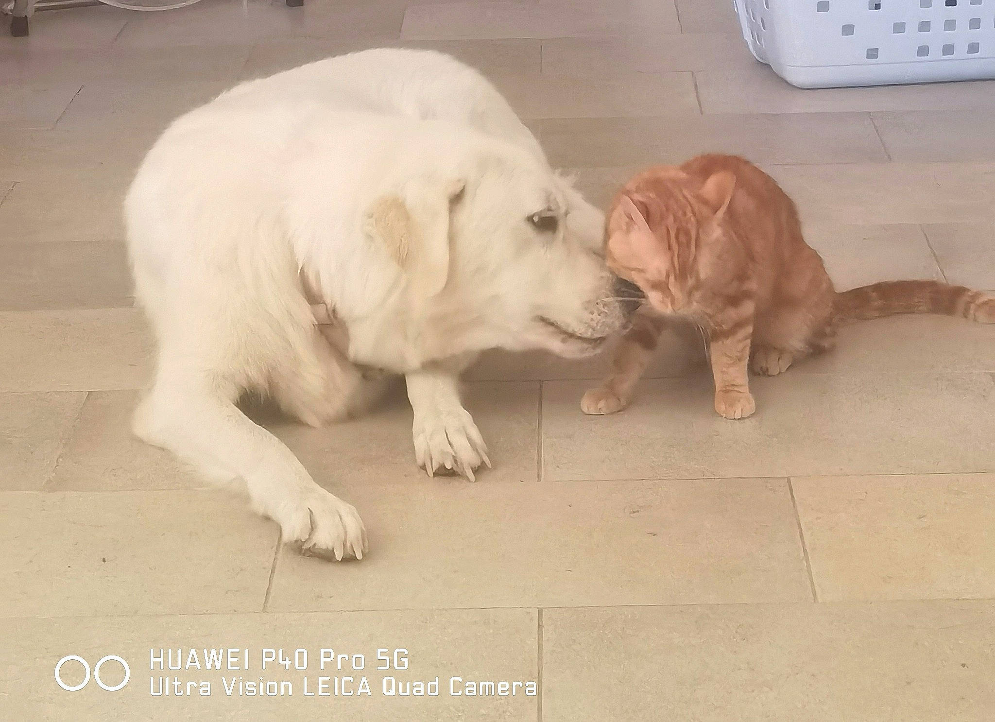 Nouille a rejoint le concours — aidez-le/la à gagner de superbes lots ! canidae, carnivore, companion_dog, dog, dog_breed, fawn, flooring, fur, gas, snout, sporting_group, terrestrial_animal, working_animal