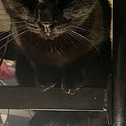 Dark a rejoint le concours — aidez-le/la à gagner de superbes lots ! animal, black_cat, close_up, curious, dark_fur, domestic_cat, eyes, face, feline, fur, indoor, ledges, mysterious, paw, pet, quiet, reflection, shadow, still_life, whiskers