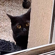 Dark a rejoint le concours — aidez-le/la à gagner de superbes lots ! black_cat, peeking, curious, yellow_eyes, outdoor, gravel, wall, window, door_frame, animal, pet, feline, whiskers, ear, close_up, shadow, texture, quiet, still_life, background