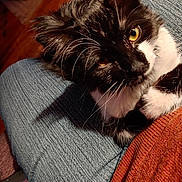 Misty joined the competition — help win amazing prizes! cat, black_and_white, fluffy, pet, indoor, lap, person, jeans, sweater, orange, blue, fur, whiskers, curious, golden_eye, close_up, cozy, relaxed, domestic, companion