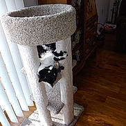 Misty is registered to the contest to win money with this photo: animal, black_and_white, carpeted, cat, cat_tree, cozy, cute, daylight, feline, furniture, green_eyes, home_interior, indoor, pet, playful, relaxing, sunlight, upside_down, vertical_blinds, wooden_floor