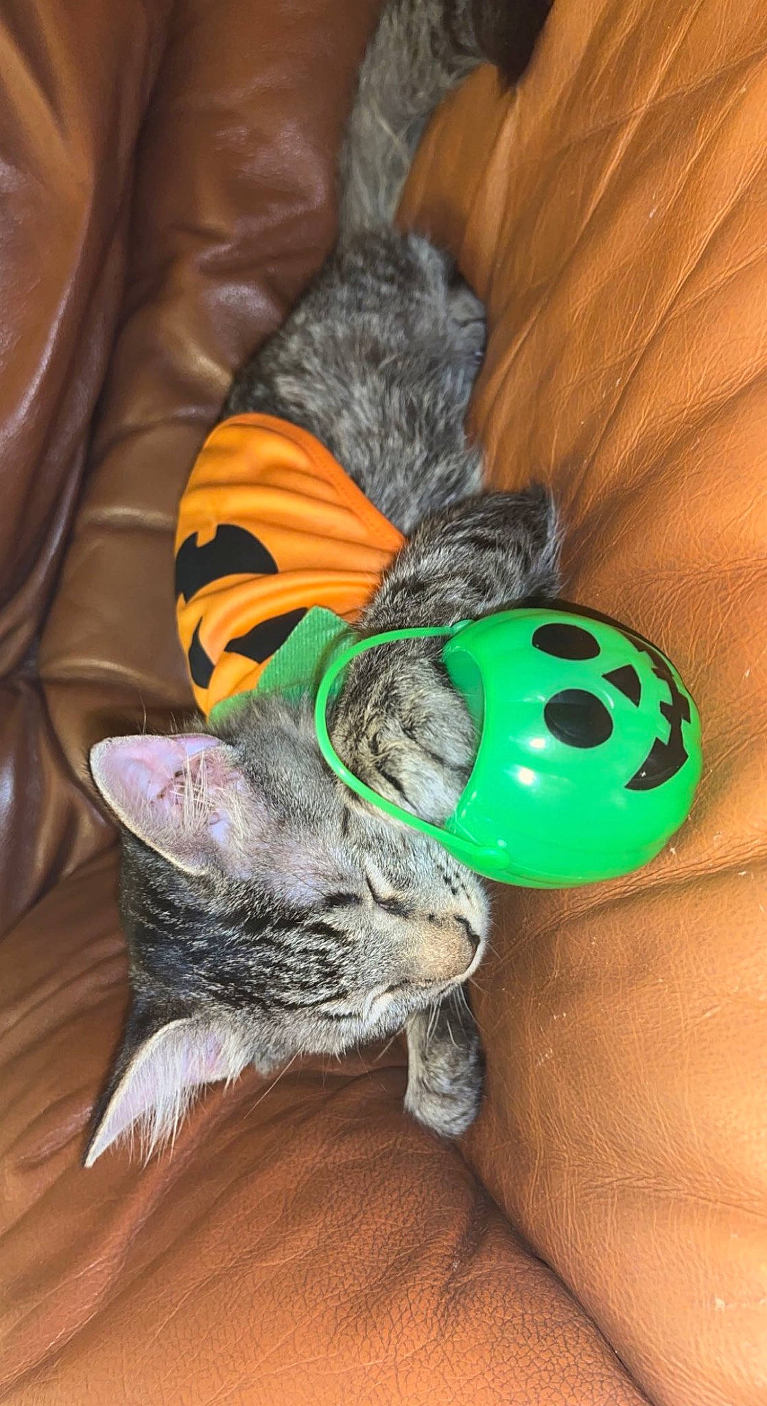 Alfredo is registered to the contest to win money with this photo: carnivore, cat, cat_toy, comfort, domestic_short_haired_cat, fashion_accessory, fawn, felidae, fur, grey, hardwood, paw, personal_protective_equipment, small_to_medium_sized_cats, snout, stuffed_toy, tail, toy, whiskers, wood