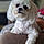 Buddy