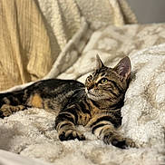Aiko a rejoint le concours — aidez-le/la à gagner de superbes lots ! cat, tabby_cat, pet, animal, feline, striped_fur, green_eyes, whiskers, ears, paws, lying_down, relaxed, cozy, blanket, couch, indoor, home, portrait, close_up, soft_lighting