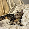 cat, tabby_cat, pet, animal, feline, striped_fur, green_eyes, whiskers, ears, paws, lying_down, relaxed, cozy, blanket, couch, indoor, home, portrait, close_up, soft_lighting