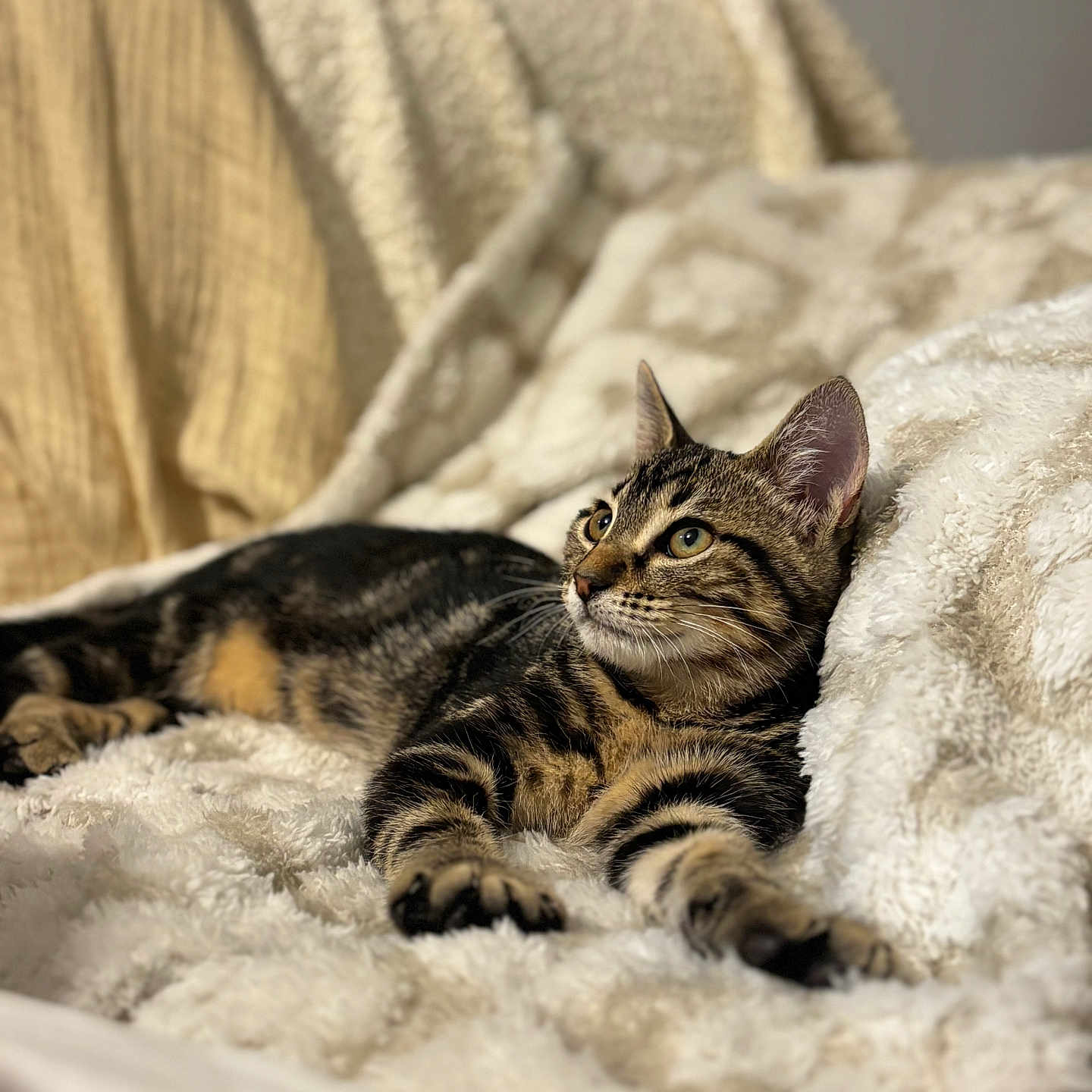 Aiko a rejoint le concours — aidez-le/la à gagner de superbes lots ! cat, tabby_cat, pet, animal, feline, striped_fur, green_eyes, whiskers, ears, paws, lying_down, relaxed, cozy, blanket, couch, indoor, home, portrait, close_up, soft_lighting