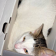 Milo participe au concours pour gagner de l'argent avec cette photo : cat, kitten, tabby, white_fur, animal, pet, feline, box, cardboard, indoors, lying_down, peeking, yellow_eyes, pink_nose, whiskers, ears, fur, portrait, funny, cozy