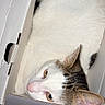 cat, kitten, tabby, white_fur, animal, pet, feline, box, cardboard, indoors, lying_down, peeking, yellow_eyes, pink_nose, whiskers, ears, fur, portrait, funny, cozy